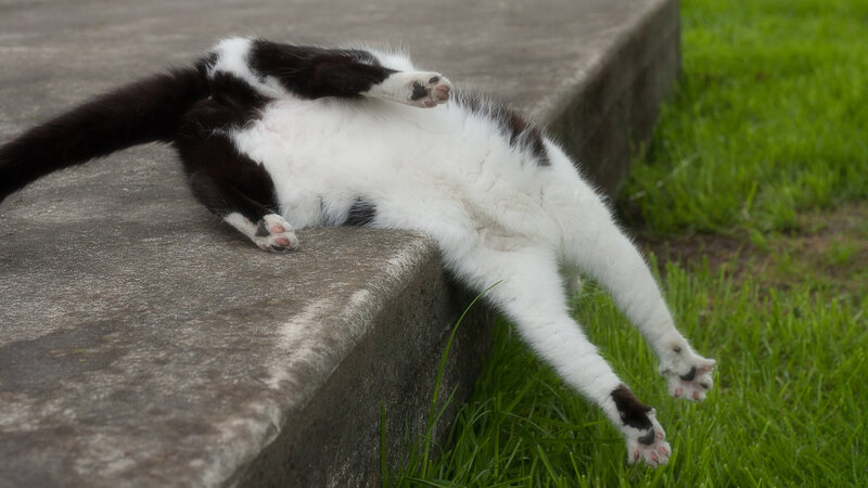 cat lying on its back