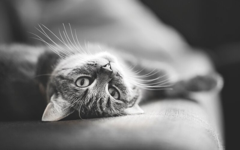 cat lying on its back