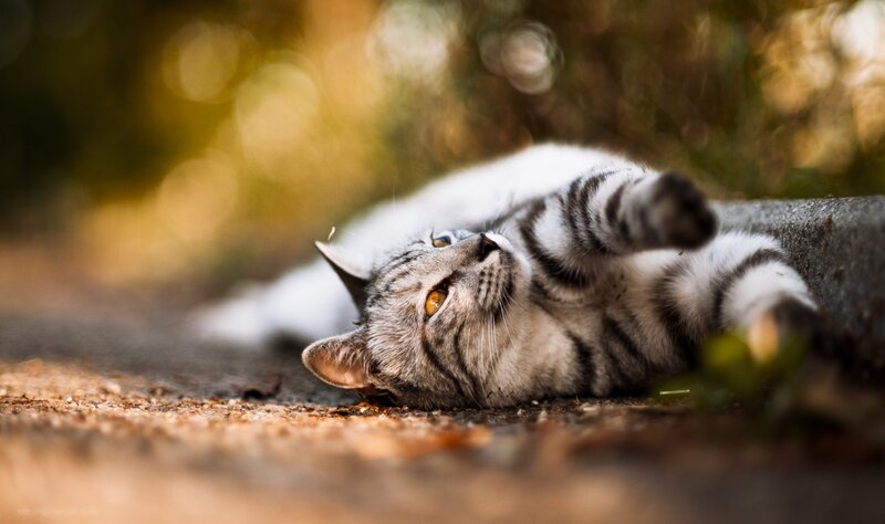 cat lying on its back