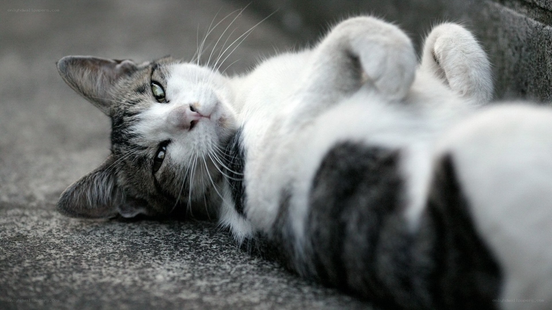 cat lying on its back
