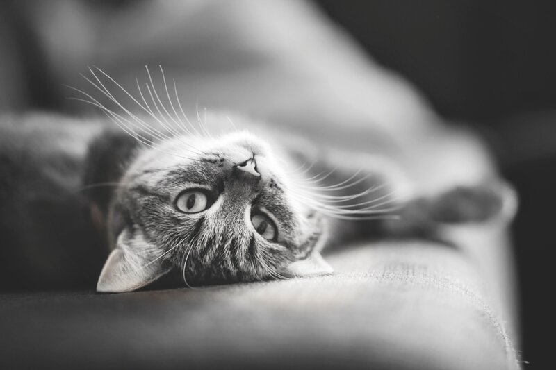 cat lying on its back