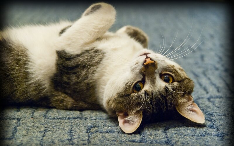 cat lying on its back