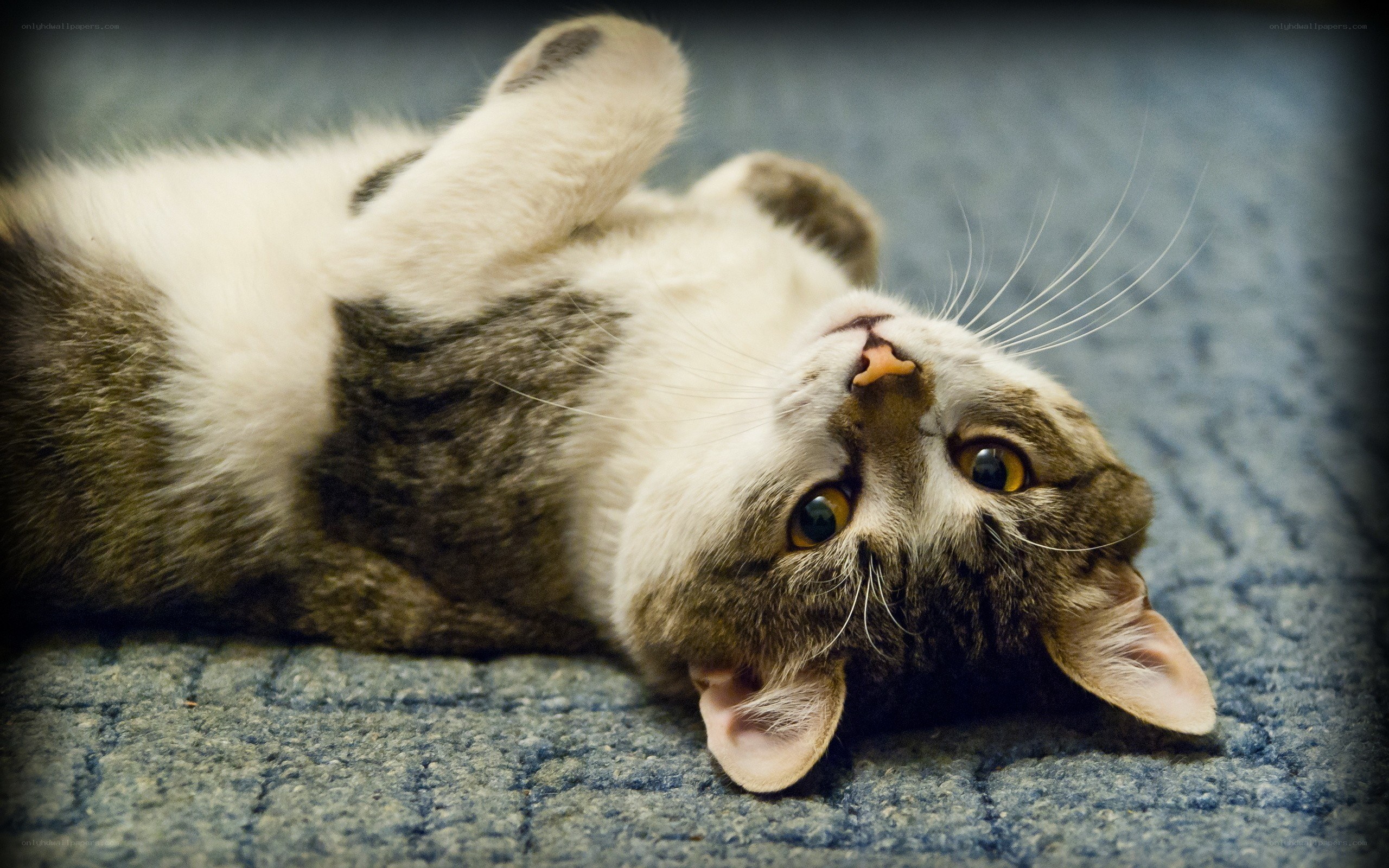 cat lying on its back