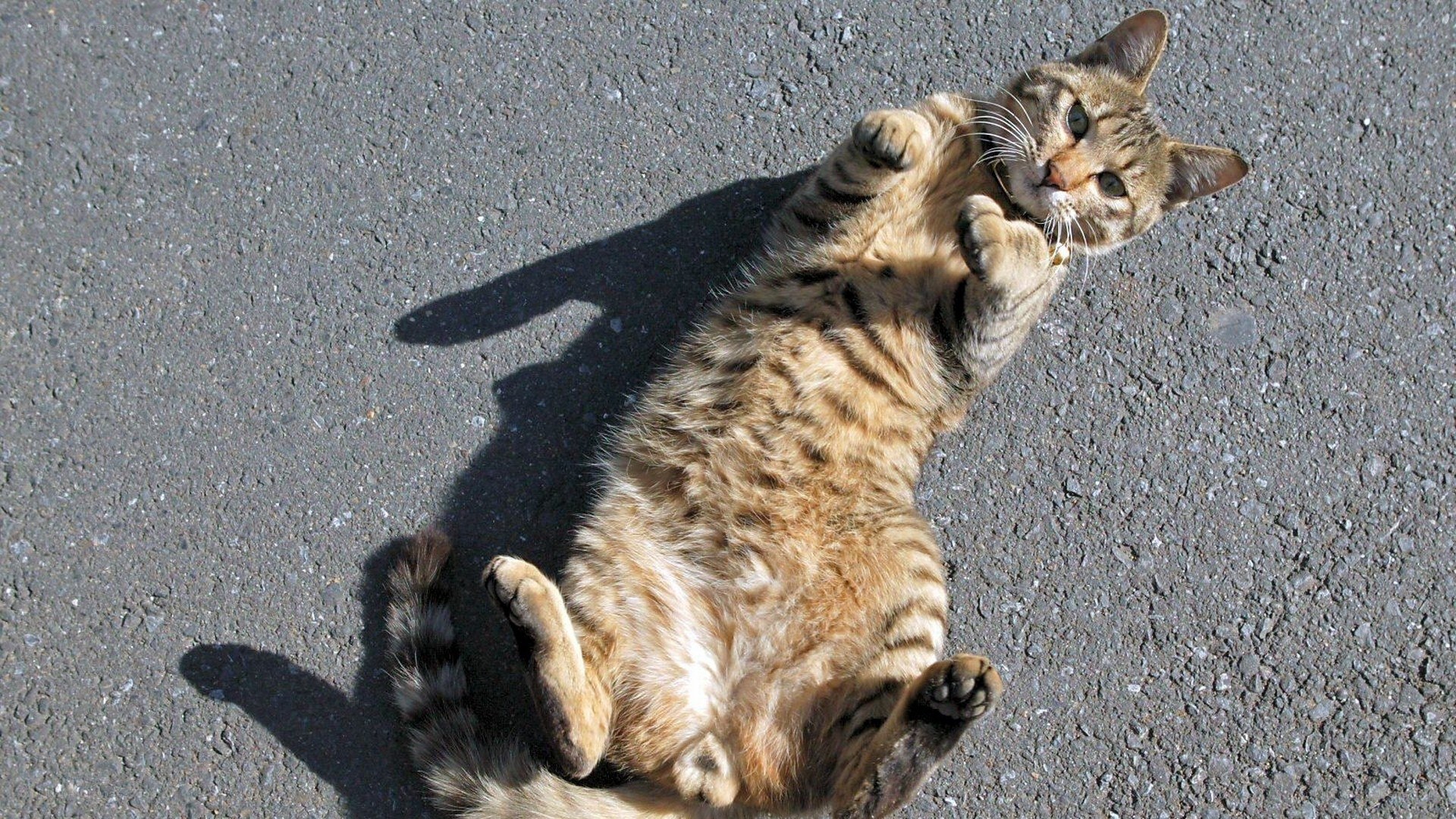 cat lying on its back