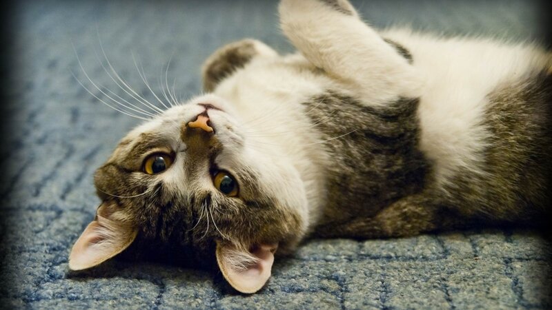 cat lying on its back