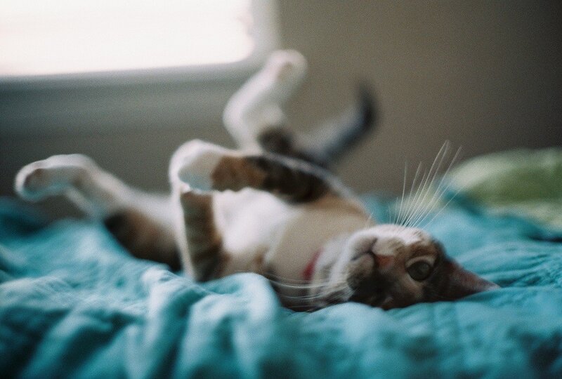 cat lying on its back