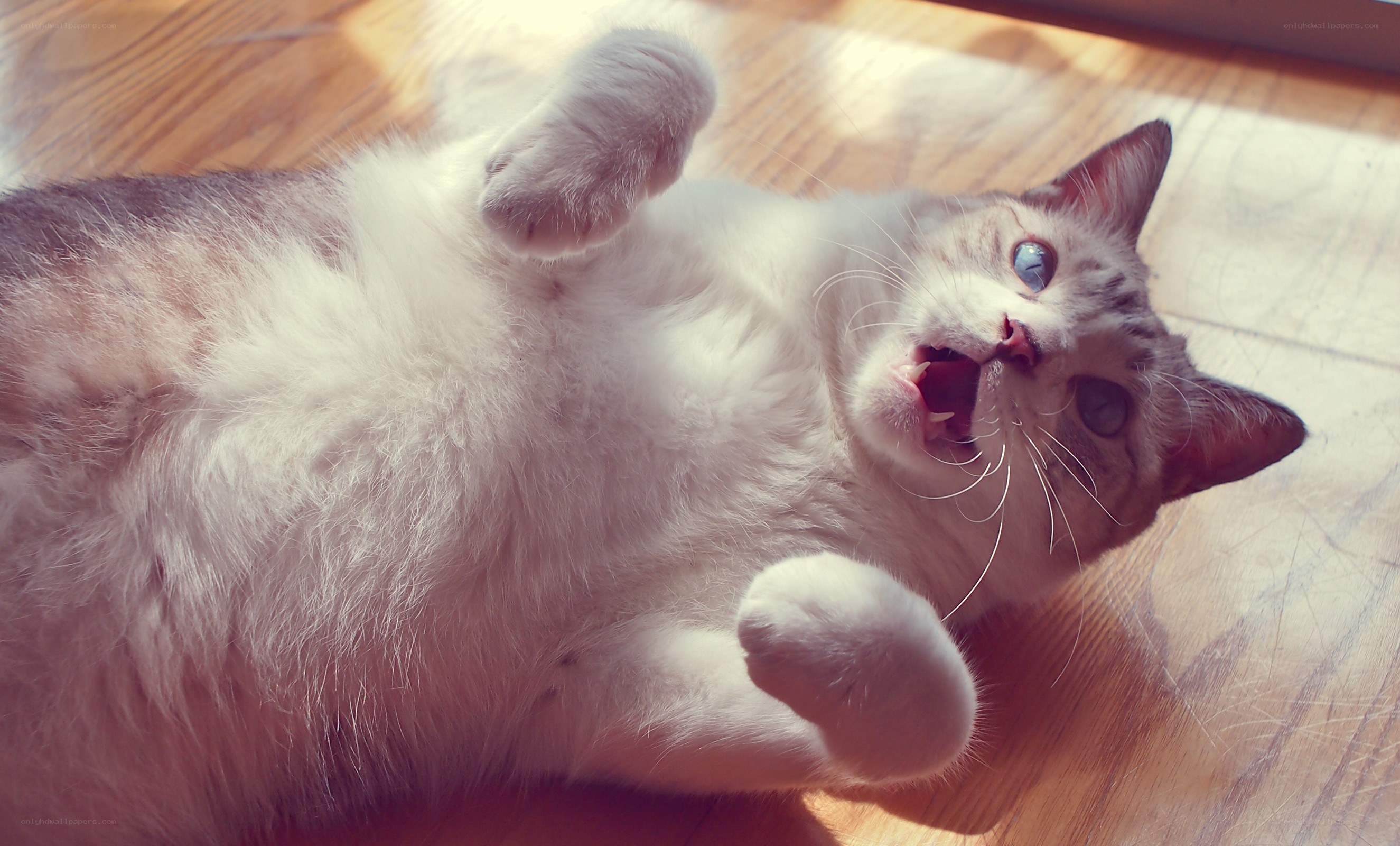 cat lying on its back