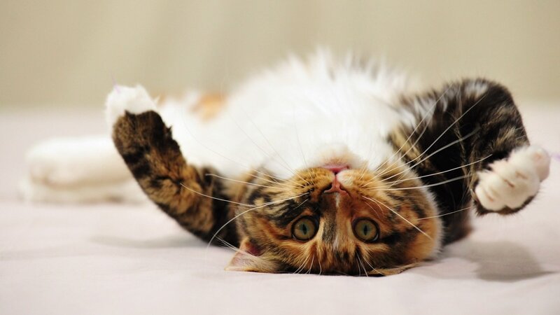 cat lying on its back