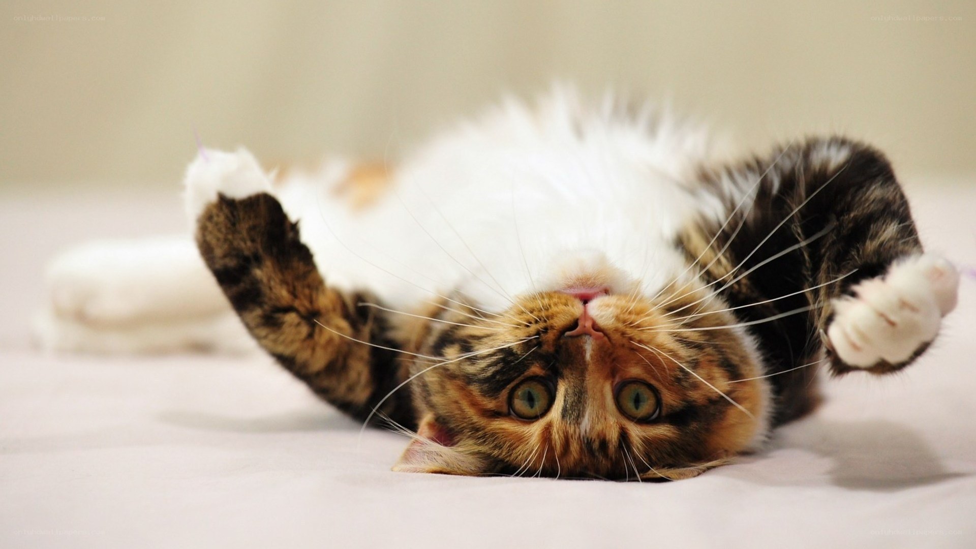 cat lying on its back