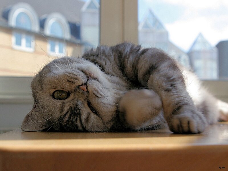 cat lying on its back
