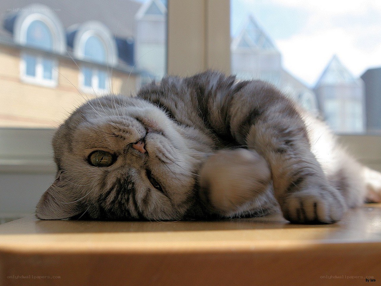 cat lying on its back