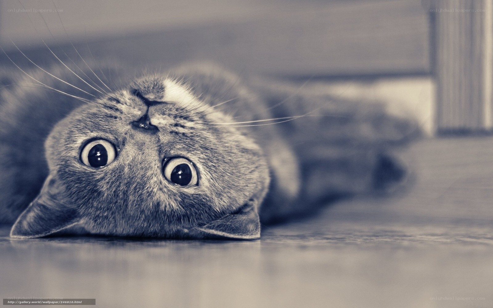 cat lying on its back