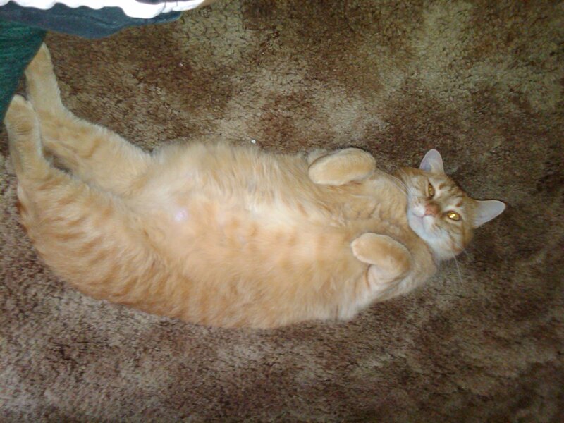 cat lying on its back