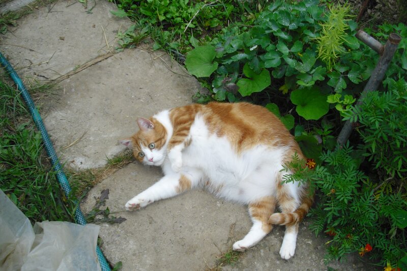 cat lying on its back