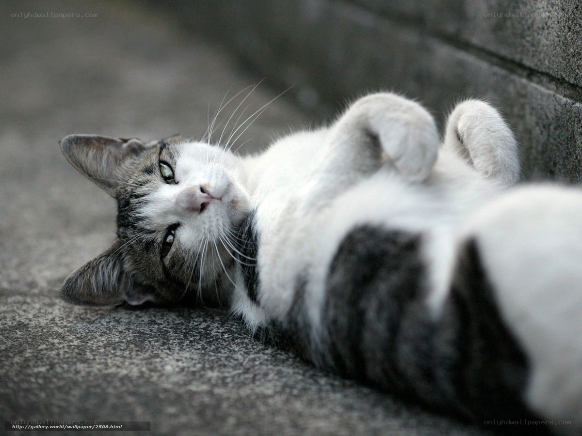 cat lying on its back