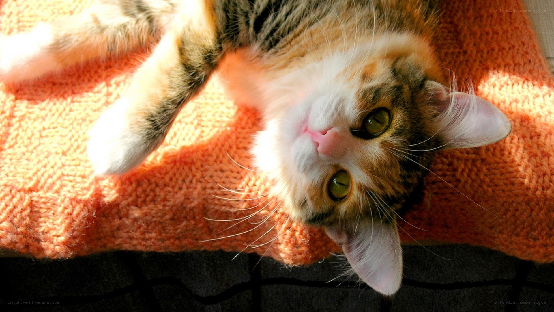 cat lying on orange blanket
