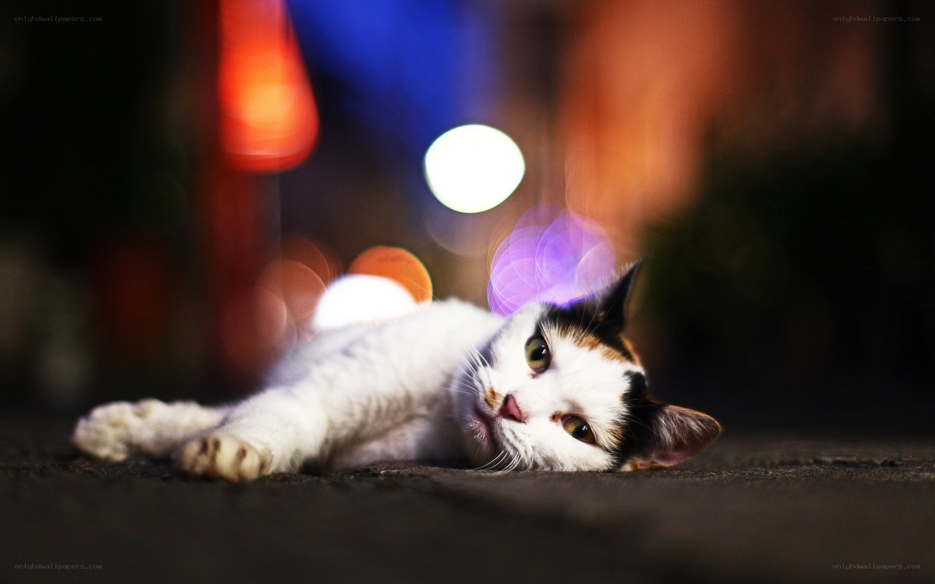 cat lying on pavement at night