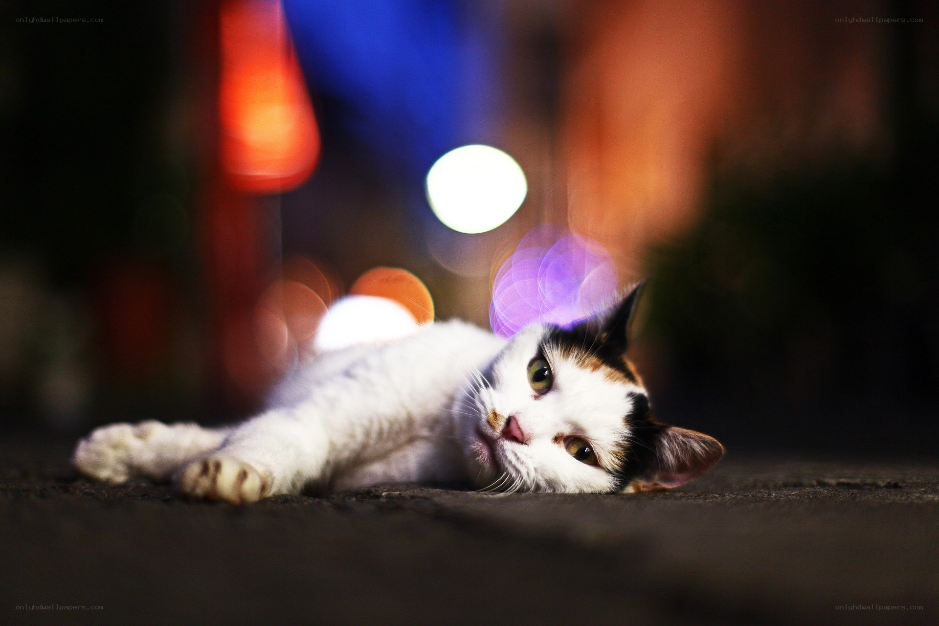 cat lying on pavement at night