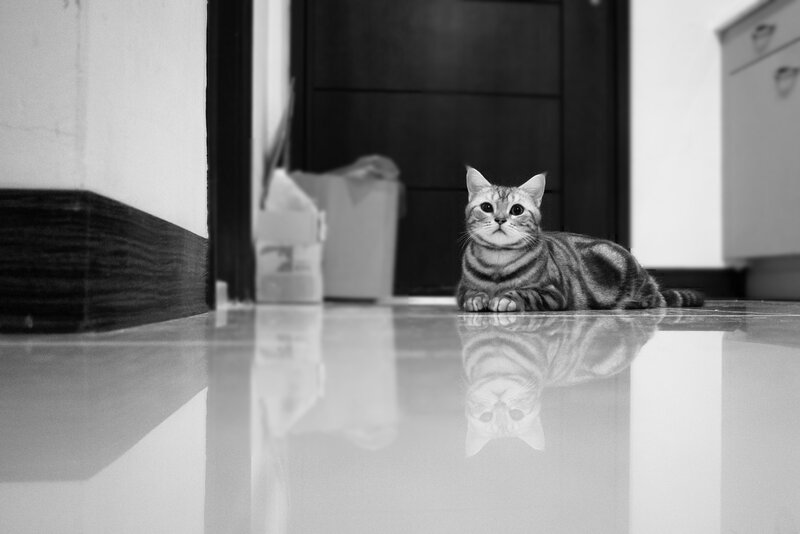 cat lying on reflective floor