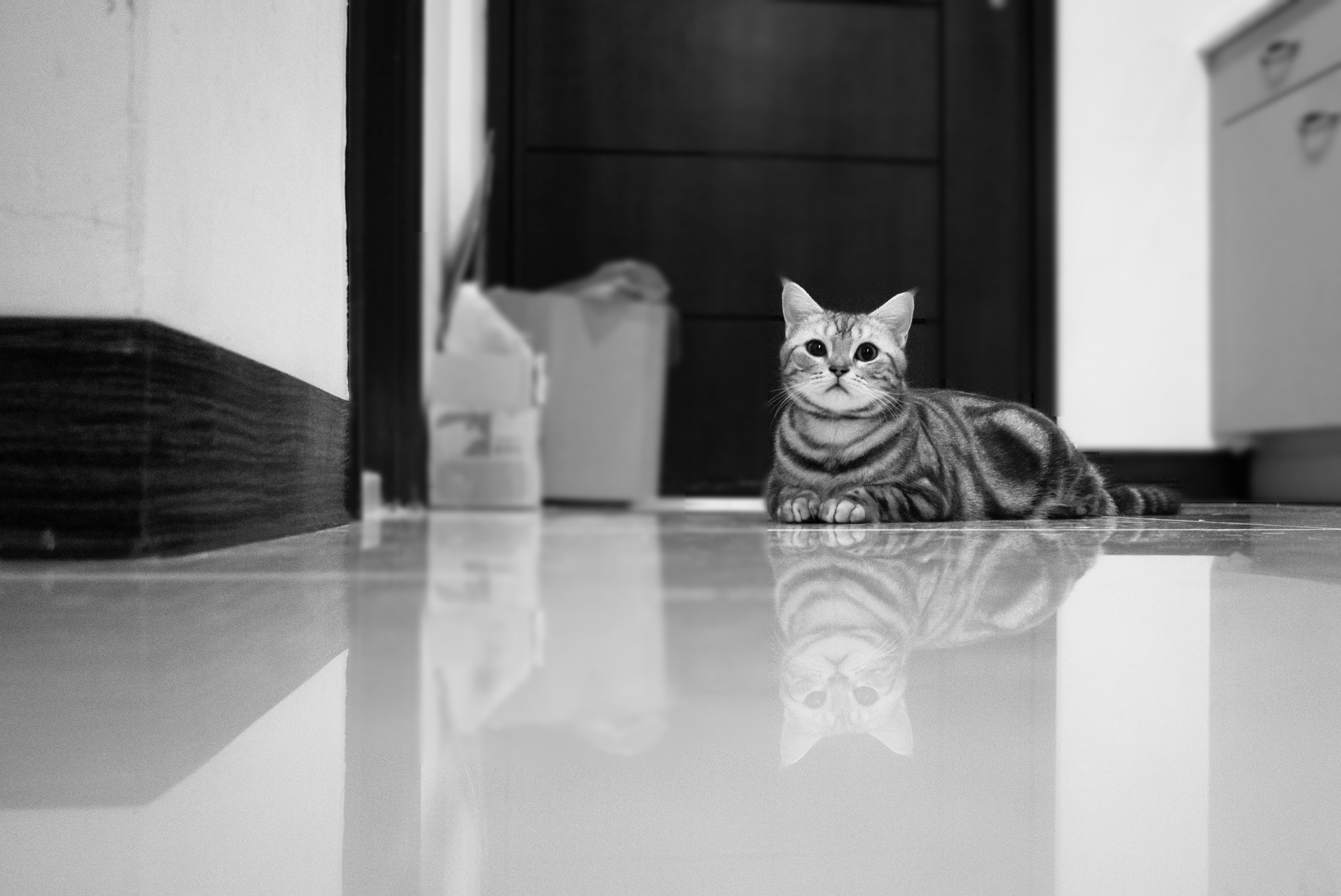cat lying on reflective floor