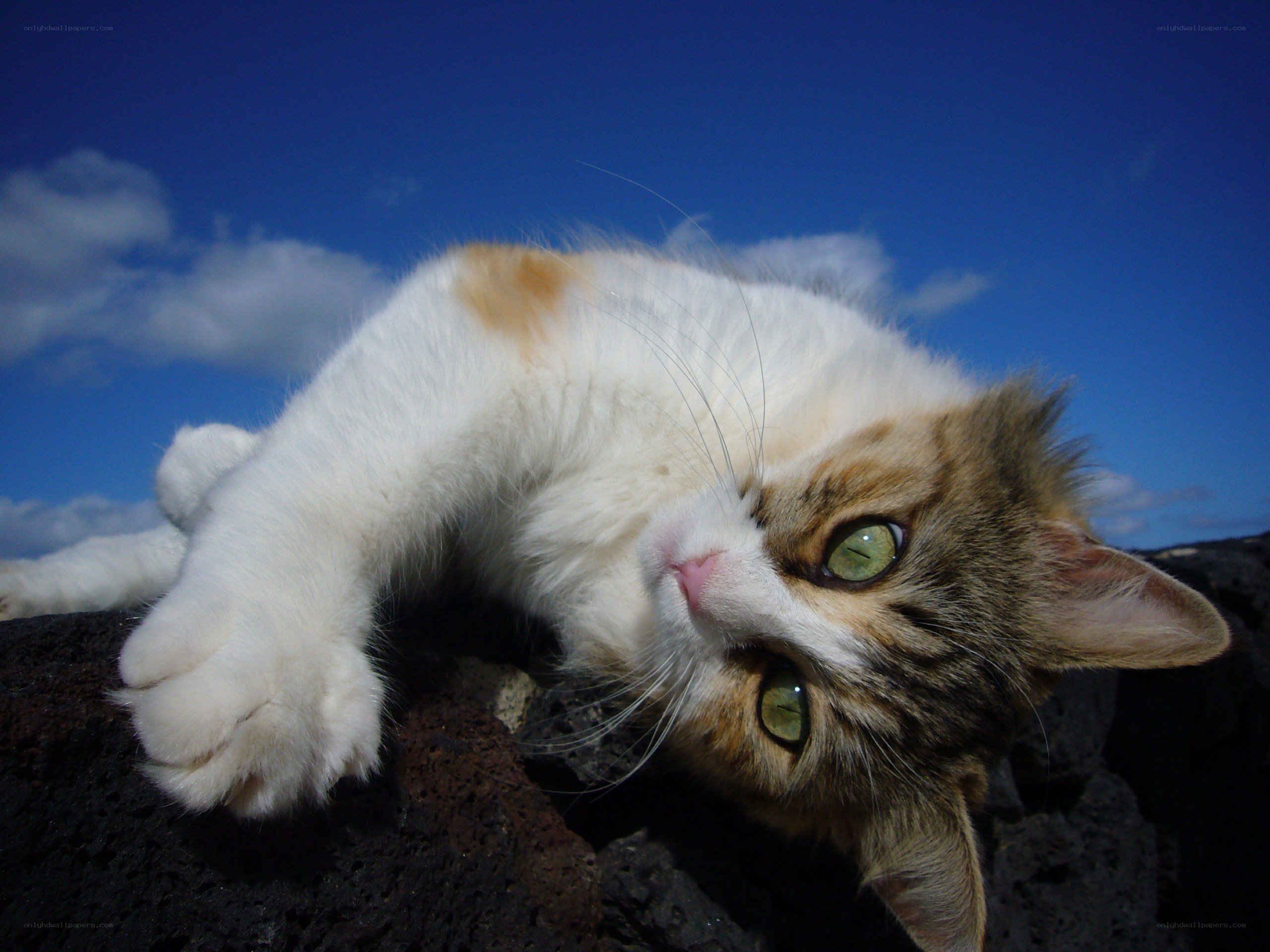 cat lying on rocks under blue sky