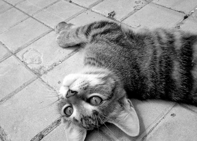 cat lying on tiled floor