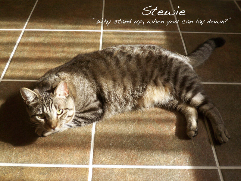 cat lying on tiled floor