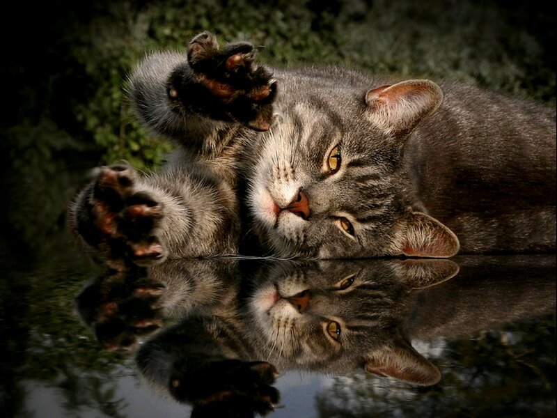 cat lying on water surface