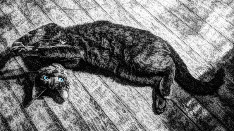 cat lying on wooden floor