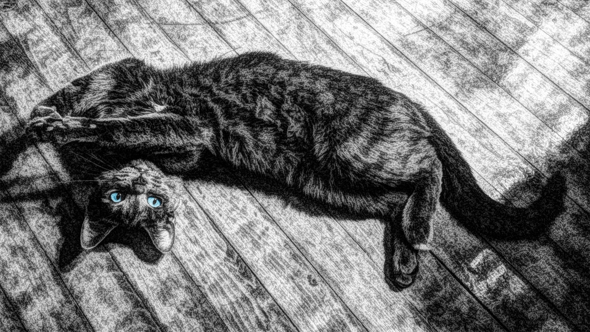 cat lying on wooden floor