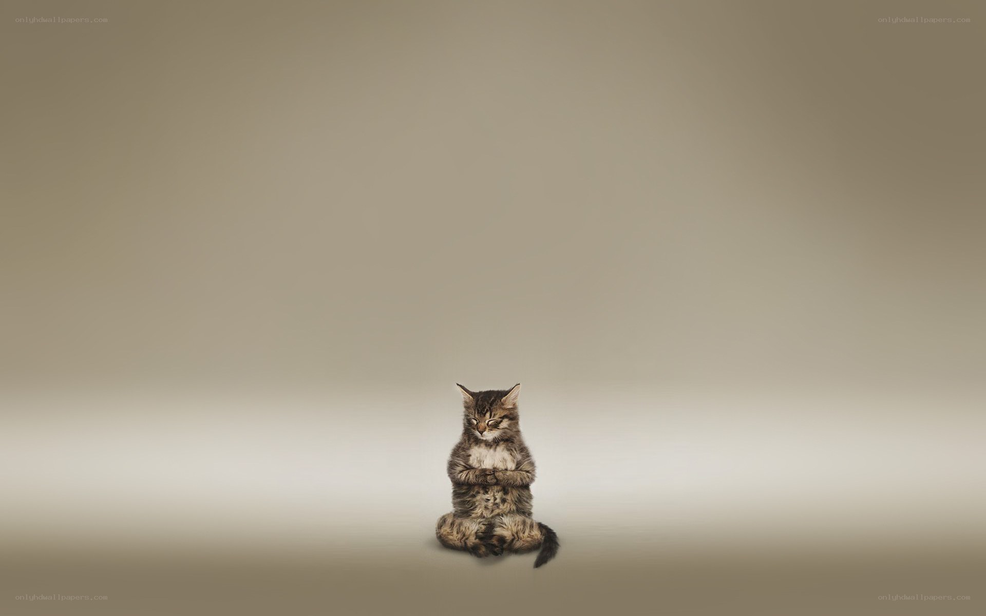 cat meditating in lotus position