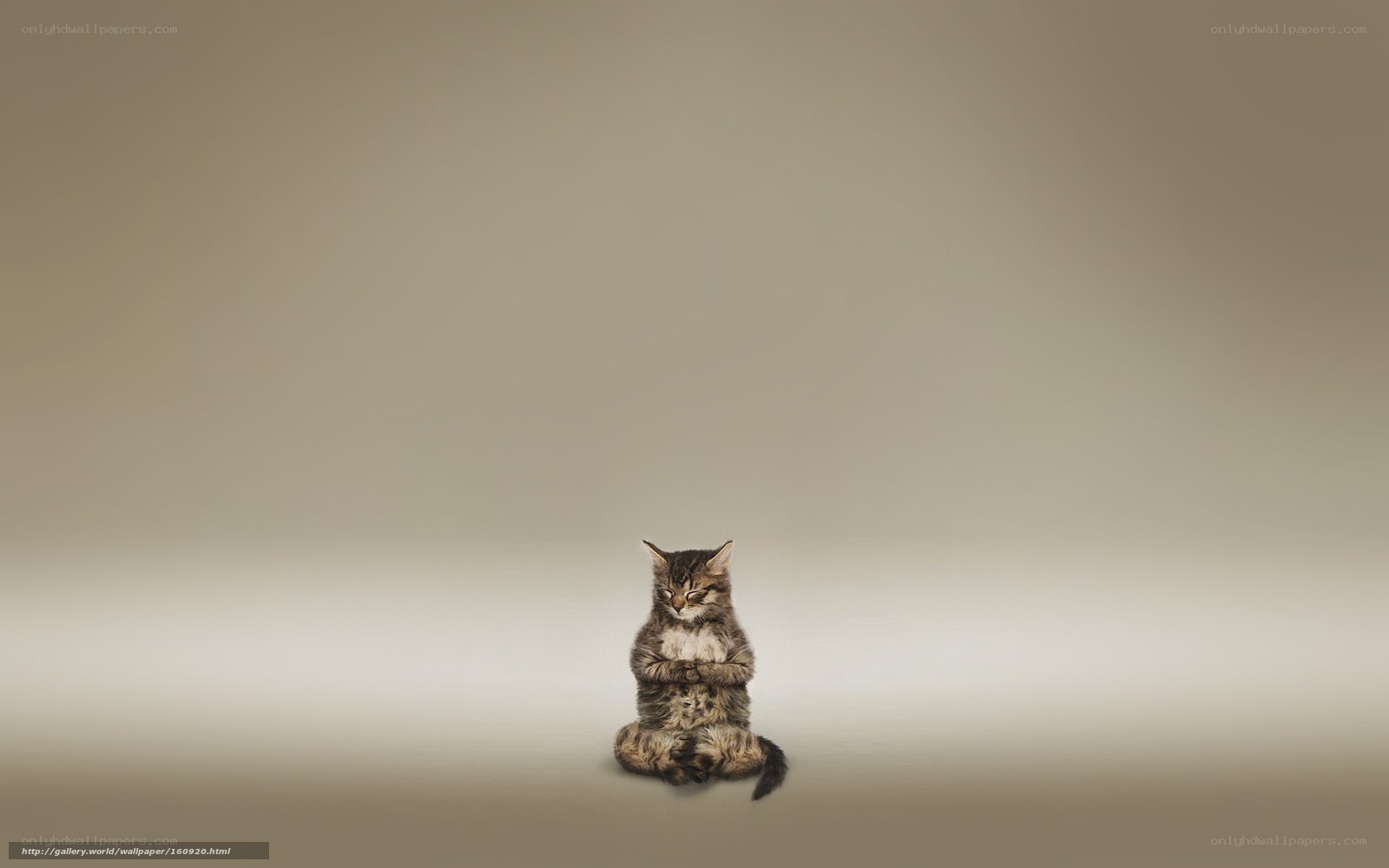 cat meditating in lotus position