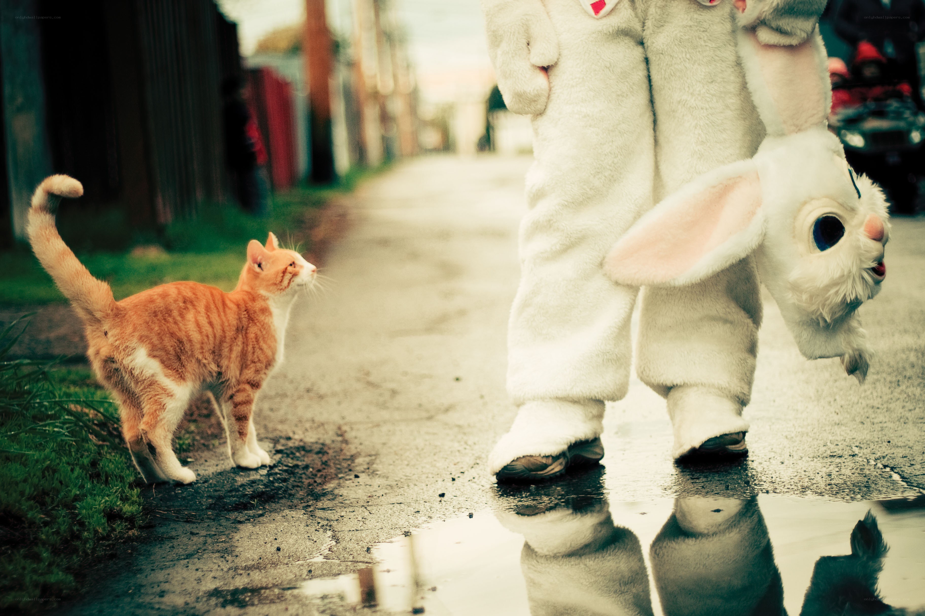 cat meets bunny costume