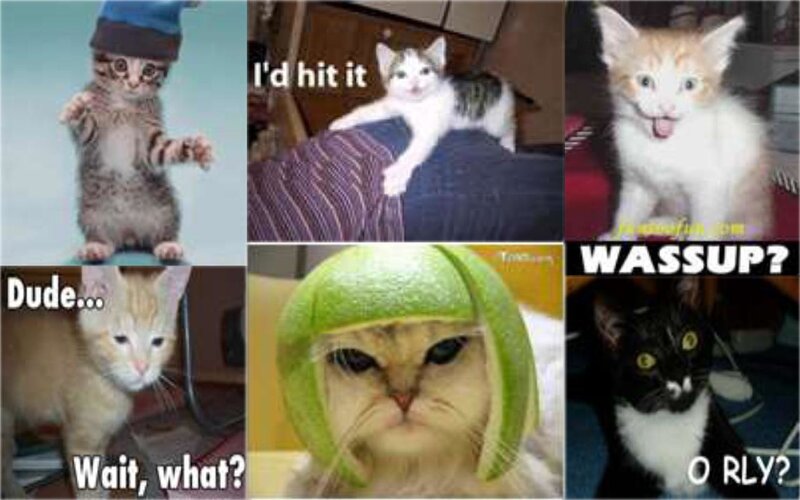 cat meme collage