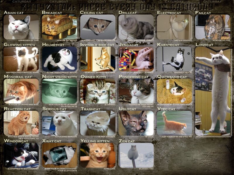 Cat meme collage