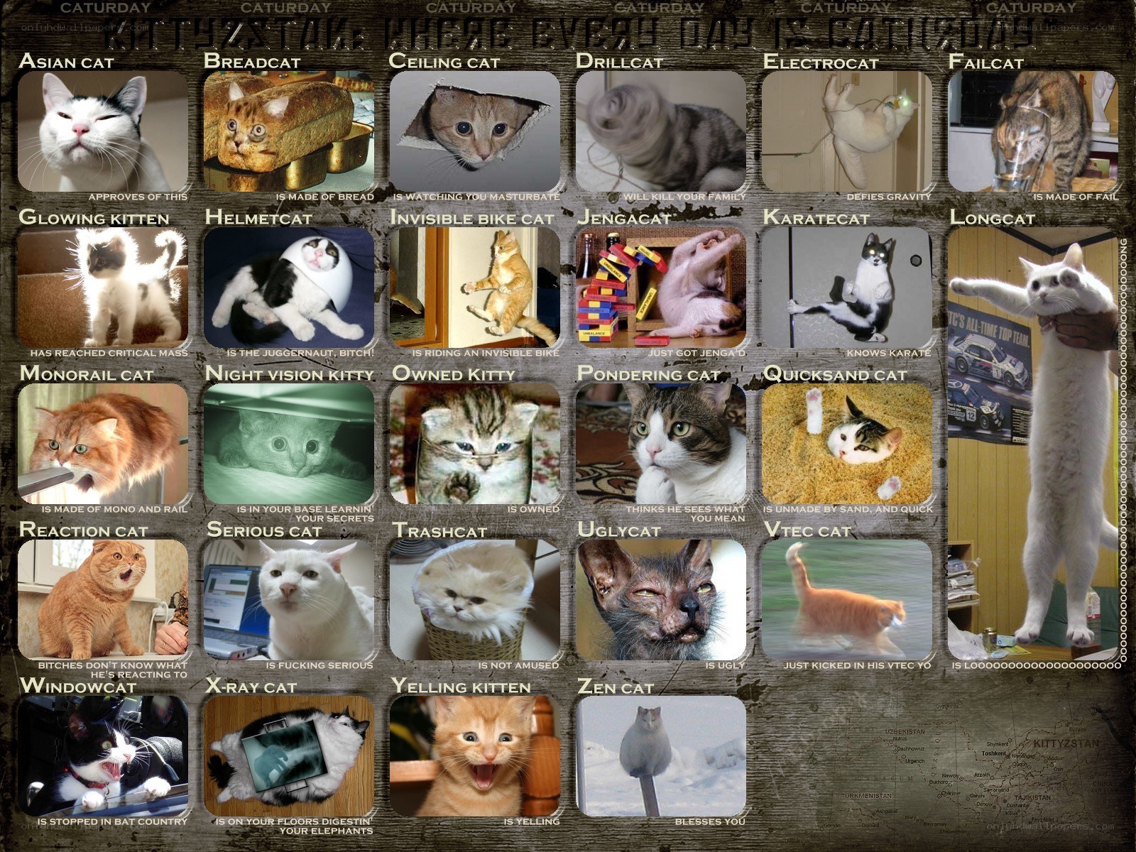 Cat meme collage