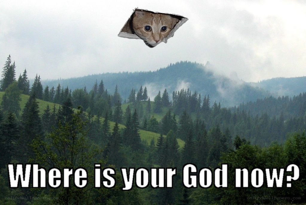 cat meme with forest