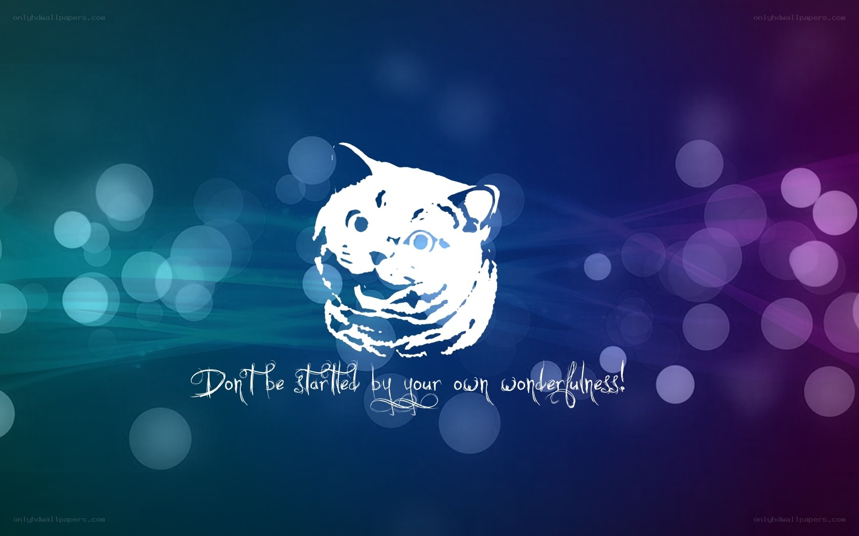 Cat meme with quote