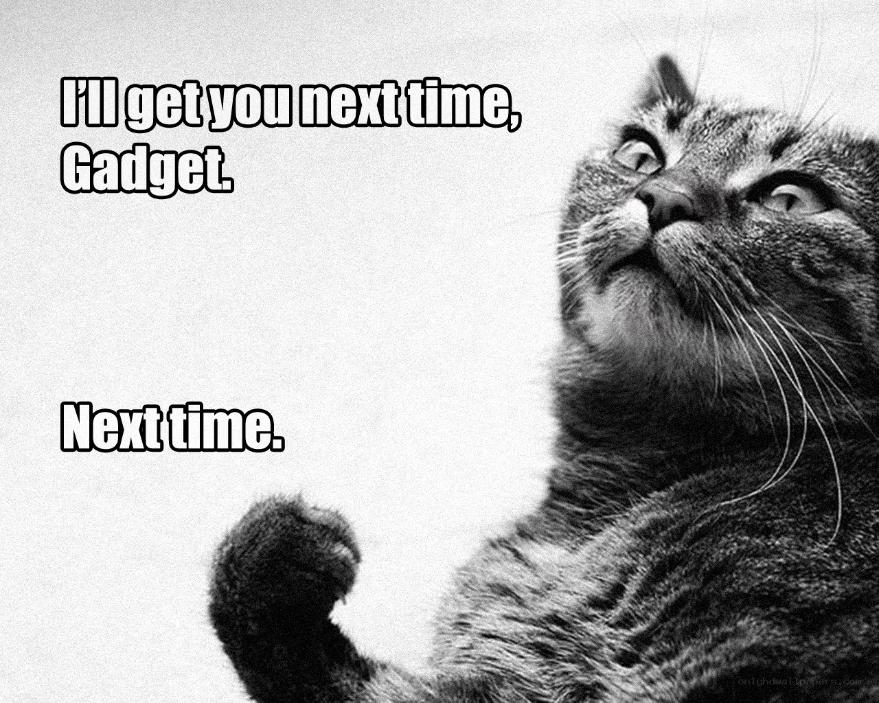 cat meme with text
