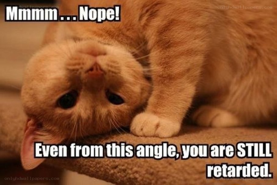 cat meme with text