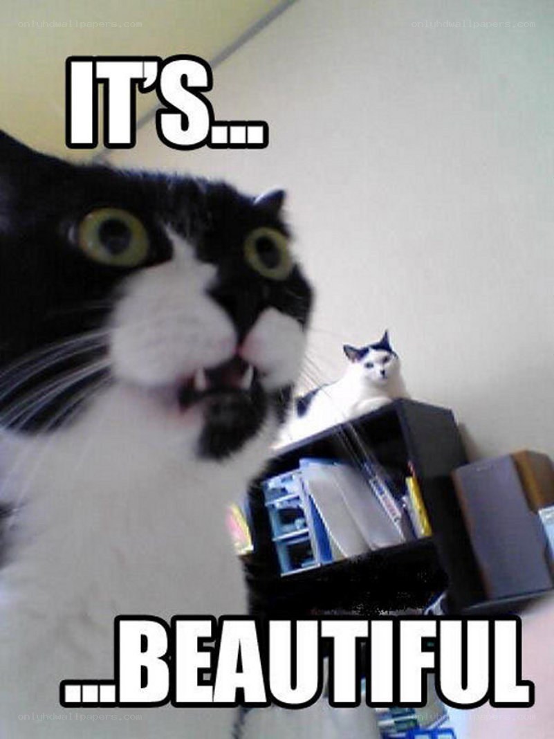 cat meme with text