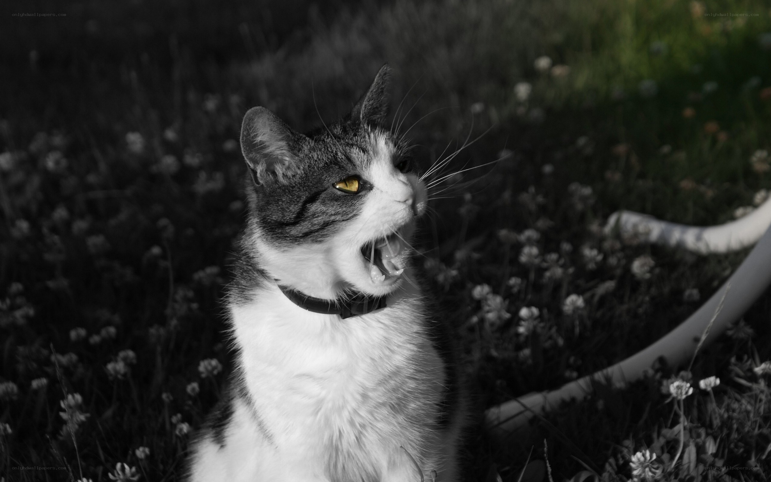 cat meowing in garden