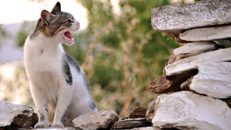 cat meowing on stone wall