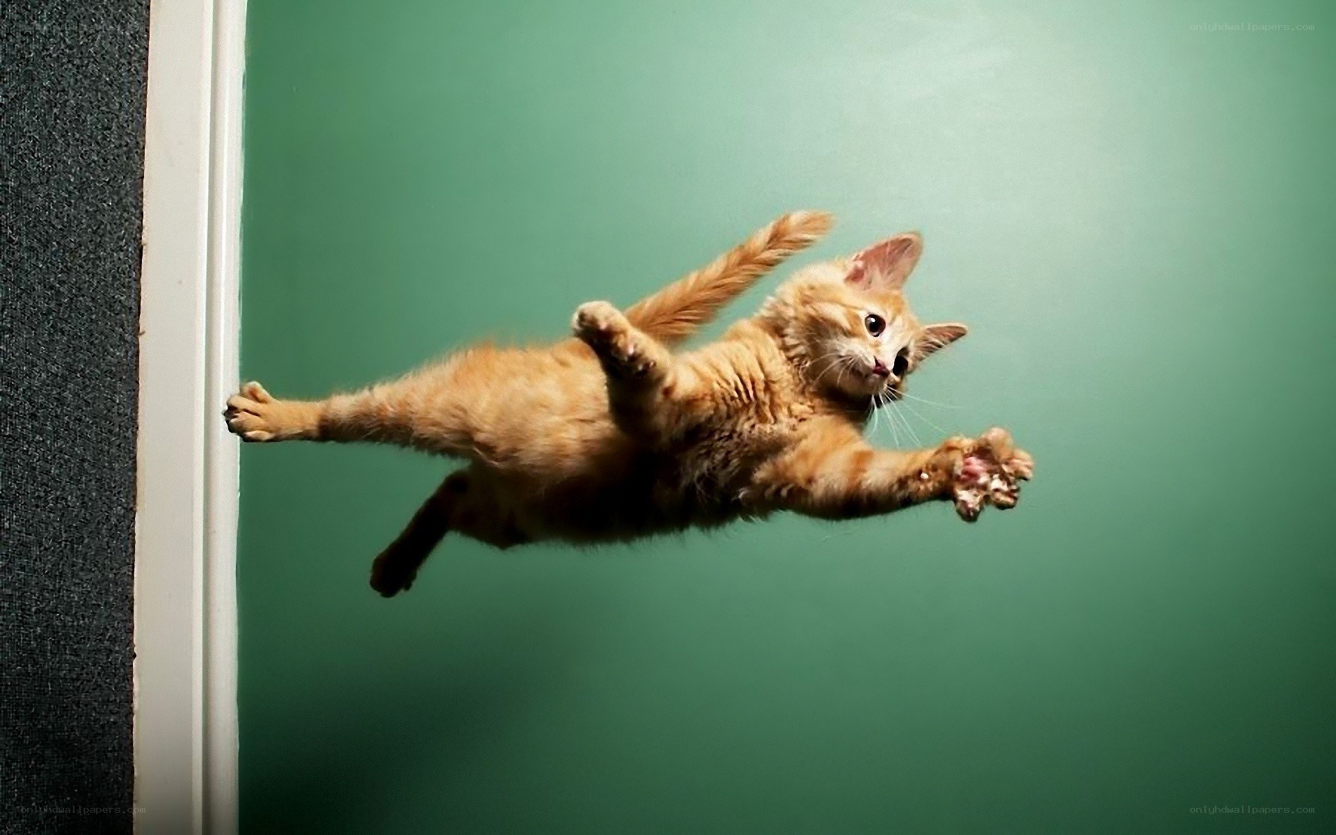 cat mid-jump in air