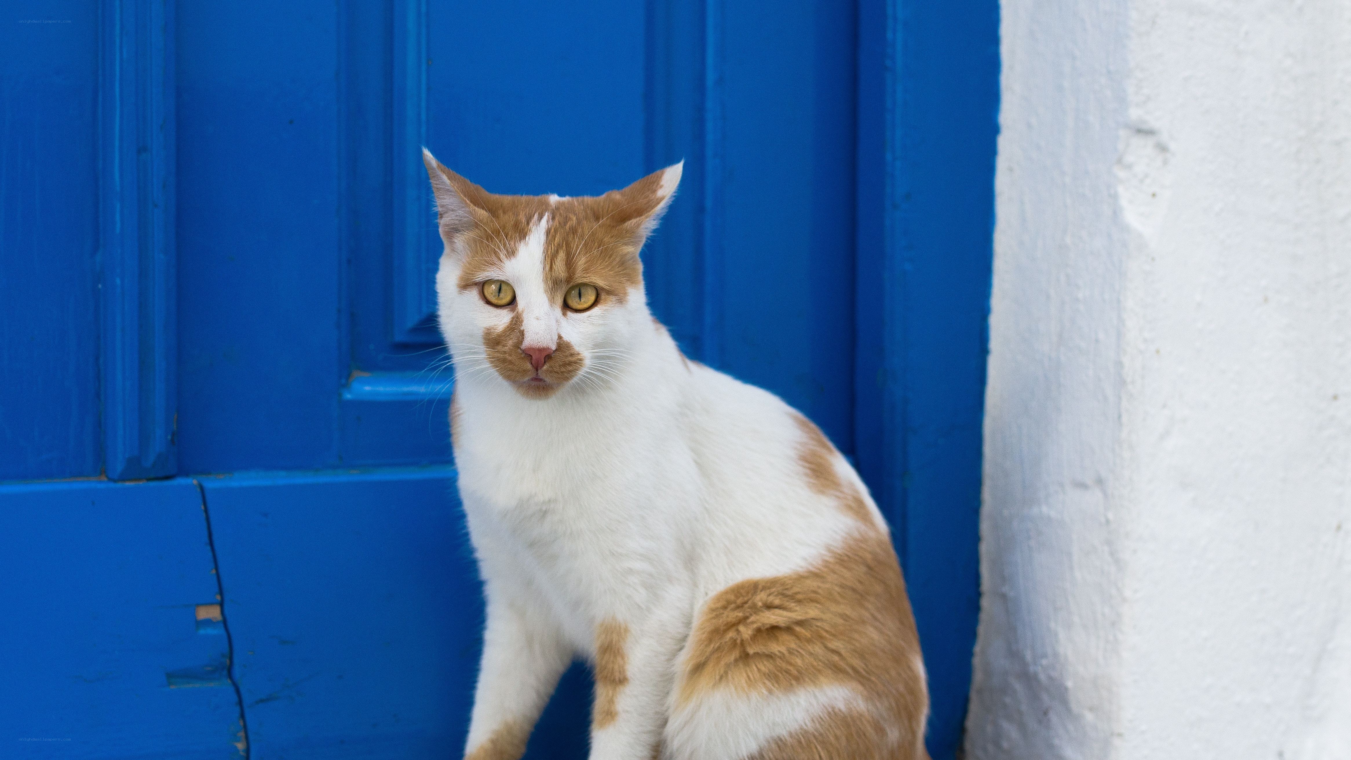 cat near blue door