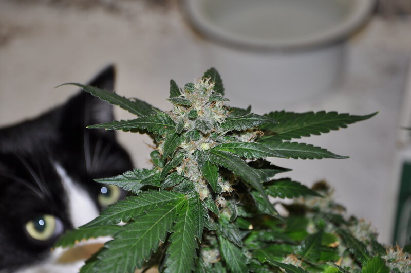 cat near cannabis plant