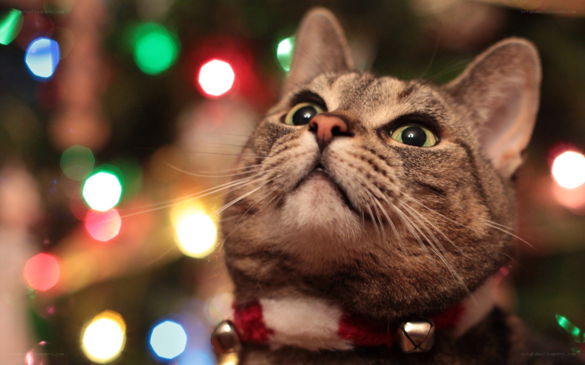 cat near christmas lights