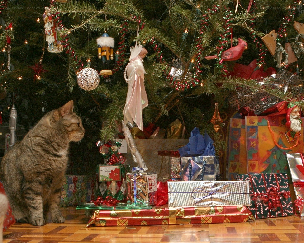 cat near christmas tree