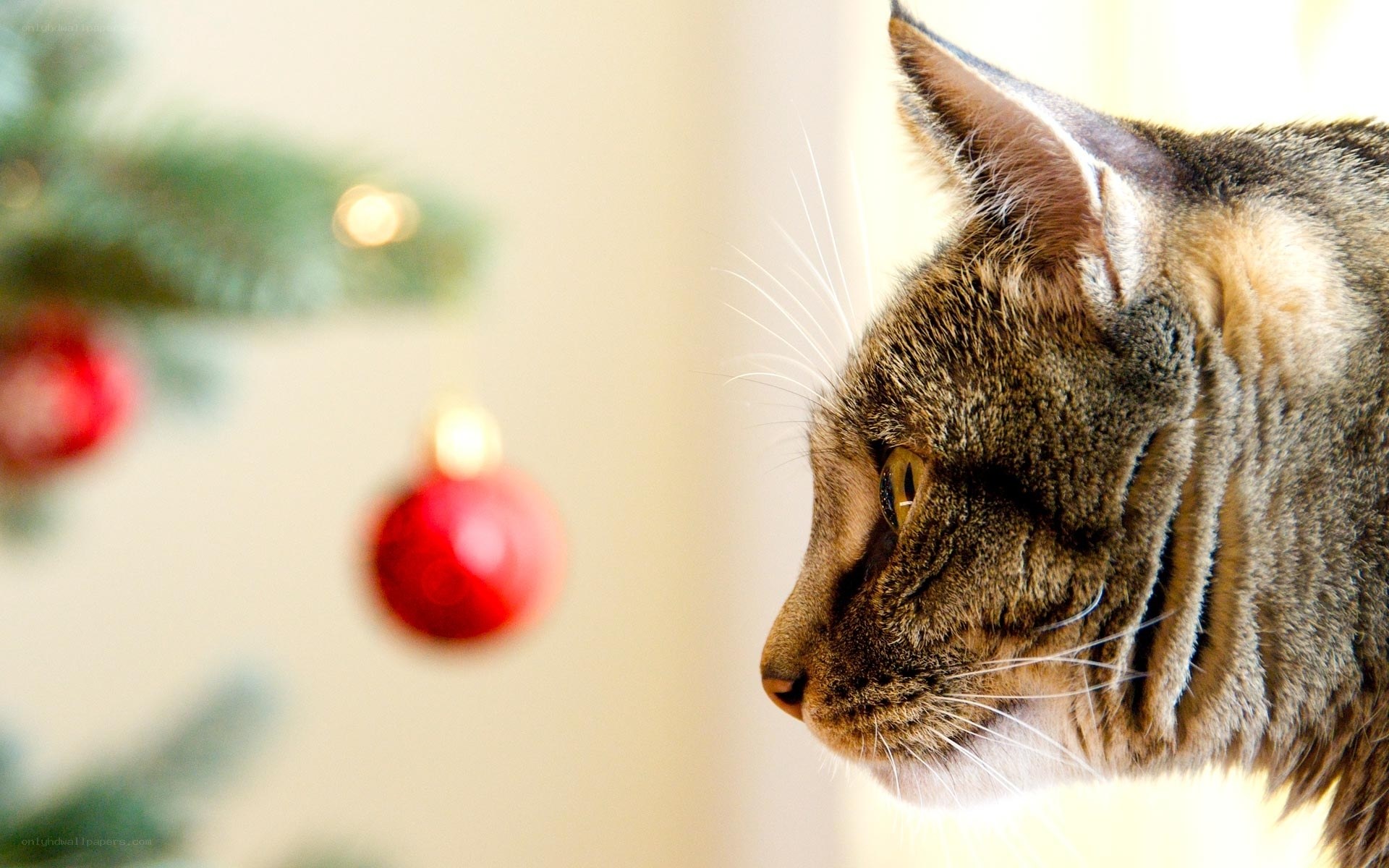 cat near christmas tree