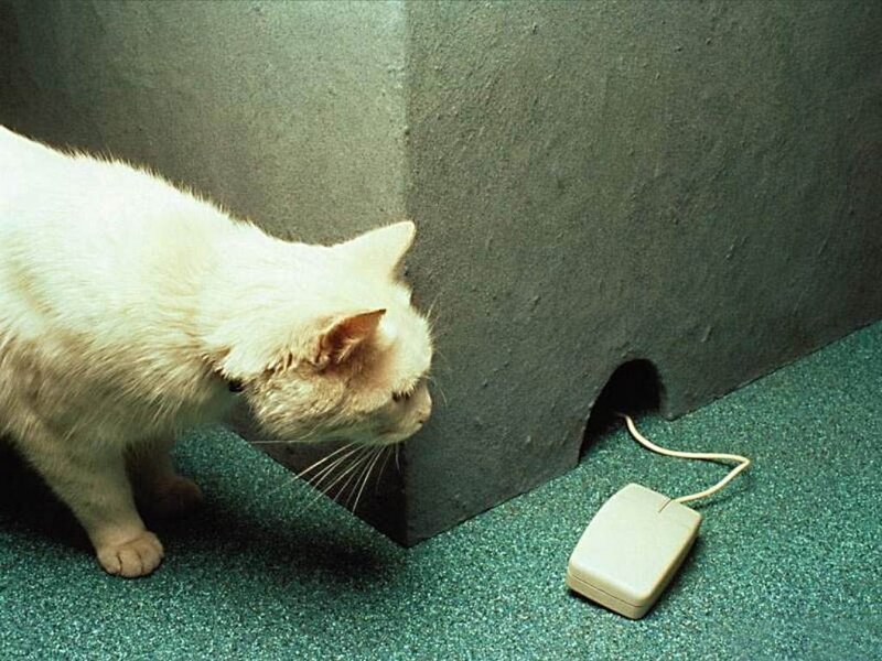 cat near computer mouse